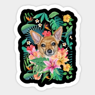 Tropical Short Haired Red White Chihuahua 1 Sticker